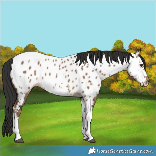 Horse Color:Liver Red Dun Sabino Tobiano Appaloosa