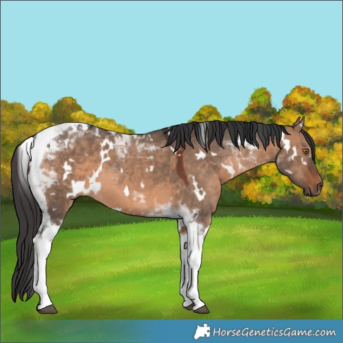Horse Color:White Spotted Brown Dun Tobiano 