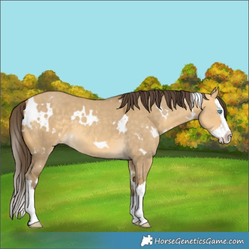 Horse Color:White Spotted Amber Cream Champagne Dun Splash 