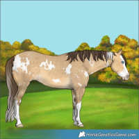 Horse Color:White Spotted Amber Cream Champagne Dun Splash 