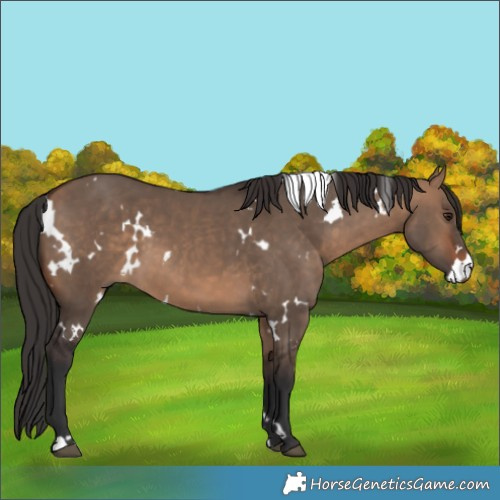 Horse Color:White Spotted Bay Dun 