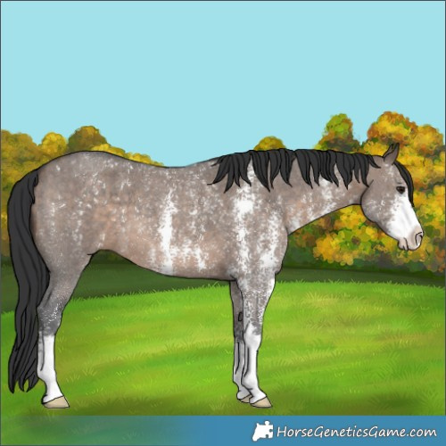 Horse Color:Brown Dun Sabino 