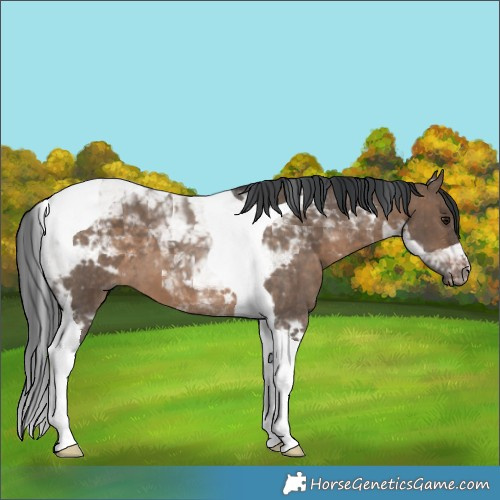 Horse Color:Brown Dun Tobiano 