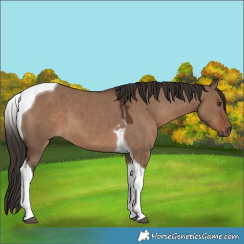 Horse Color:Liver Red Dun Tobiano 