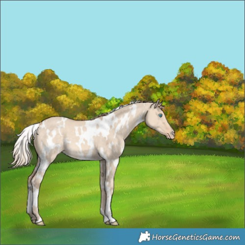 Horse Color:White Spotted Perlino Dun 