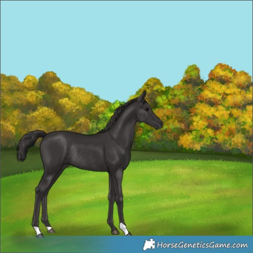 Horse Color:Smoky Black Rabicano 