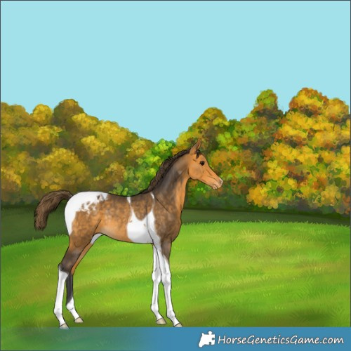 Horse Color:Buckskin Tobiano Appaloosa Rabicano 
