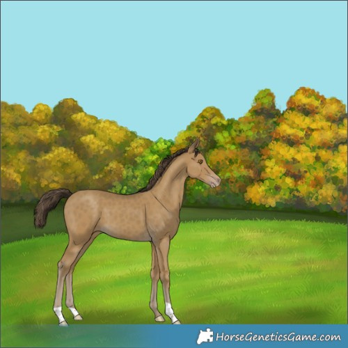Horse Color:Classic Cream Champagne 