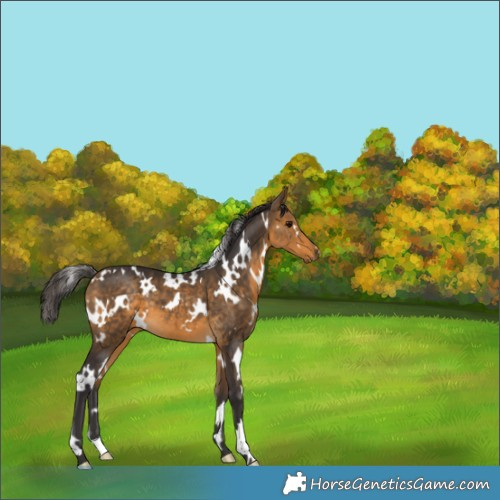 Horse Color:White Spotted Buckskin 