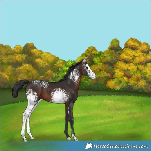 Horse Color:White Spotted Brown 