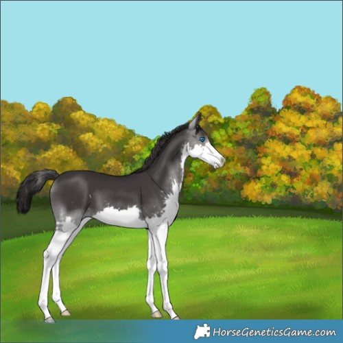 Horse Color:Smoky Black Splash 