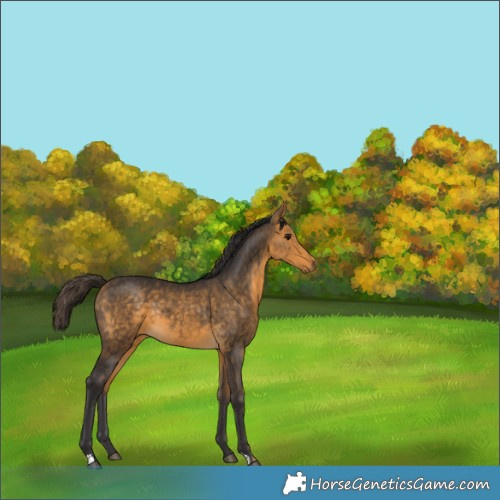 Horse Color:Buckskin Rabicano 
