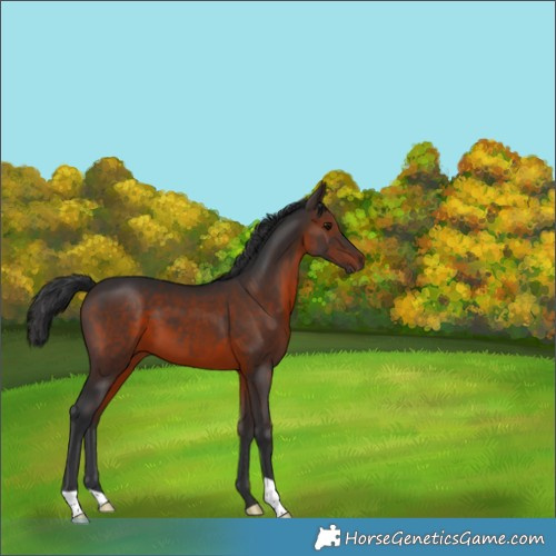 Horse Color:Brown 