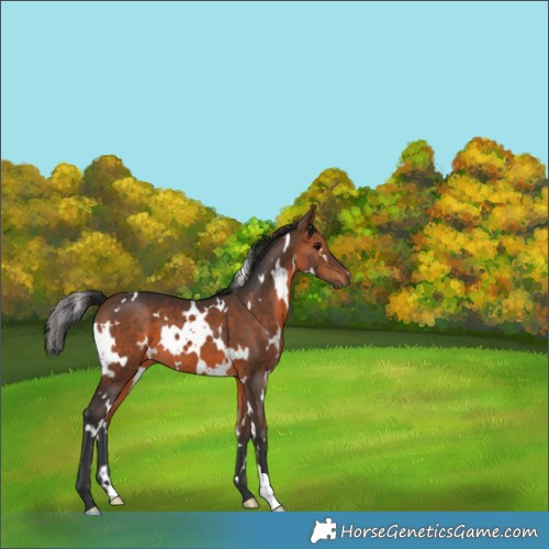 Horse Color:White Spotted Brown 