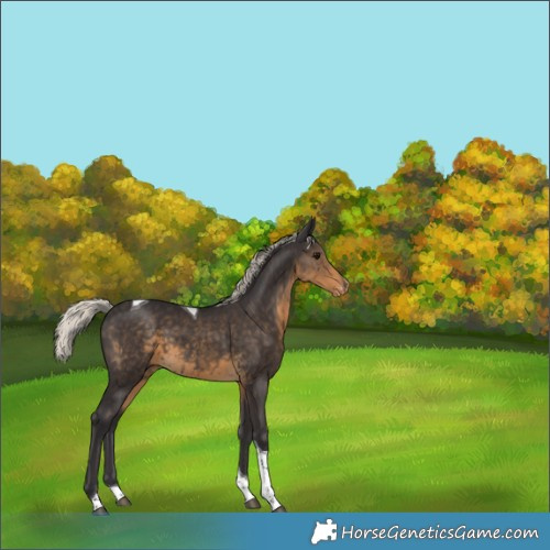 Horse Color:Silver Smoky Black Tobiano Appaloosa 