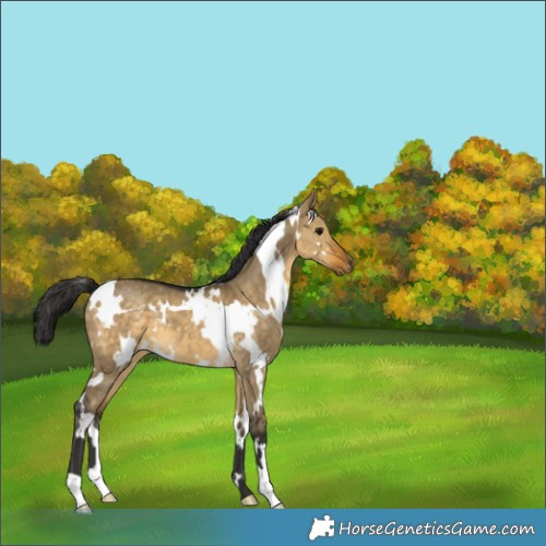 Horse Color:White Spotted Buckskin Dun 