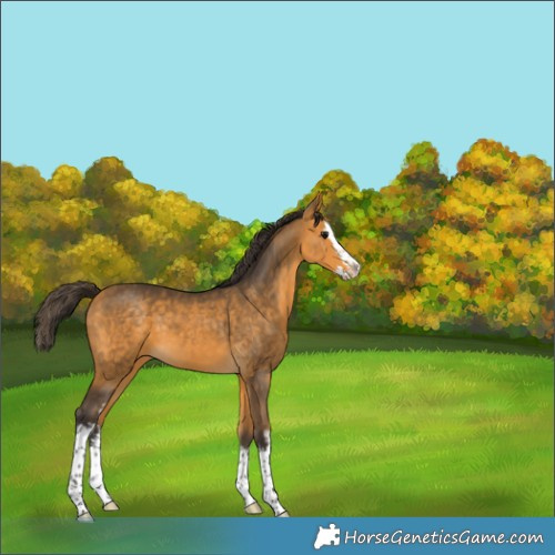 Horse Color:White Spotted Buckskin Splash Appaloosa 