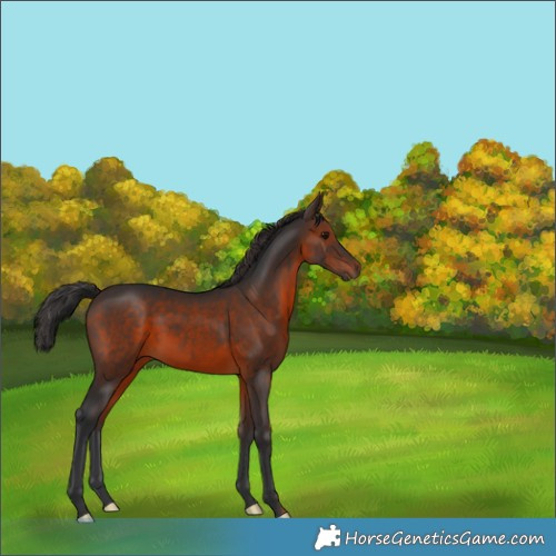 Horse Color:Brown 