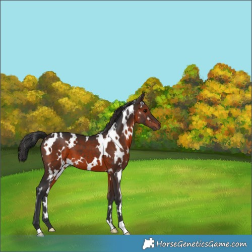 Horse Color:White Spotted Brown 