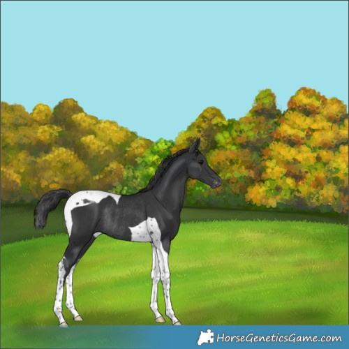 Horse Color:Black Tobiano Appaloosa Rabicano 