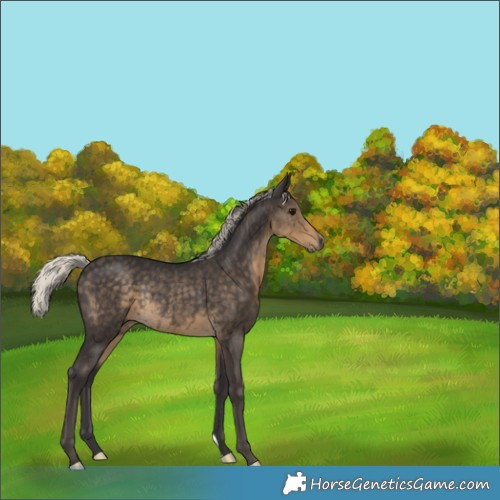 Horse Color:Silver Smoky Black Rabicano 