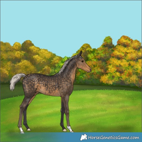 Horse Color:Silver Smoky Black 