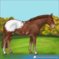 Horse Color:Chestnut Tobiano Snowcap