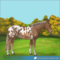 Horse Color:Chocolate Palomino Tobiano Blanket Rabicano 