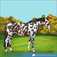 Horse Color:Brown Tobiano Appaloosa 