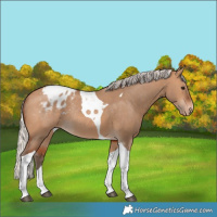 Horse Color:Silver Bay Dun Tobiano Varnish Rabicano