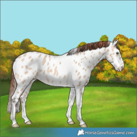 Horse Color:Amber Champagne Dun Tobiano Appaloosa Rabicano 