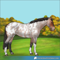 Horse Color:Bay Roan Tobiano Near Leopard 