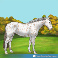 Horse Color:Amber Champagne Tobiano Leopard Rabicano 
