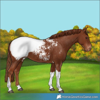 Horse Color:Chestnut Tobiano Appaloosa 