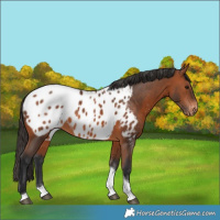 Horse Color:Bay Tobiano Near Leopard 
