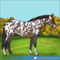 Horse Color:Bay Roan Tobiano Near Leopard