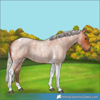 Horse Color:Silver Bay Roan Tobiano Rabicano 