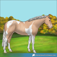 Horse Color:Silver Amber Champagne Tobiano Rabicano