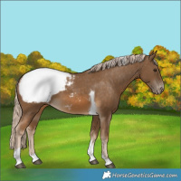 Horse Color:Chocolate Palomino Tobiano Appaloosa 