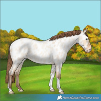 Horse Color:Amber Champagne Roan Dun Tobiano Appaloosa Rabicano 