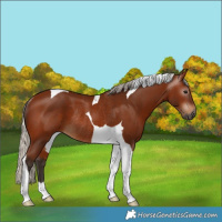 Horse Color:Gray Silver Bay Tobiano Rabicano 