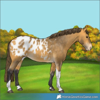 Horse Color:Buckskin Tobiano Appaloosa 