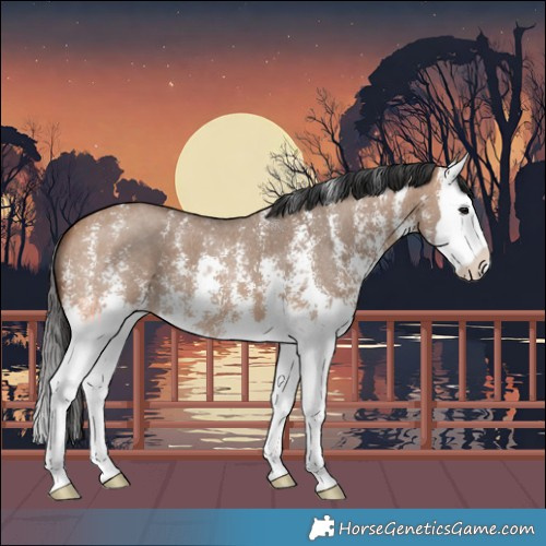 Horse Color:Bay Dun Sabino Splash 