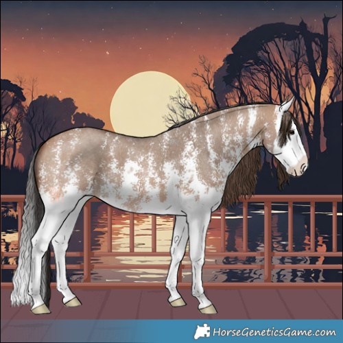 Horse Color:Bay Dun Sabino Splash 