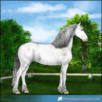Horse Color:White Spotted Grullo Splash 
