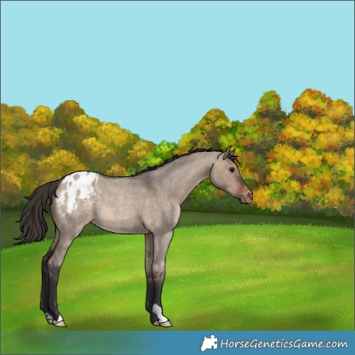 Horse Color:Brown Roan Dun Appaloosa 