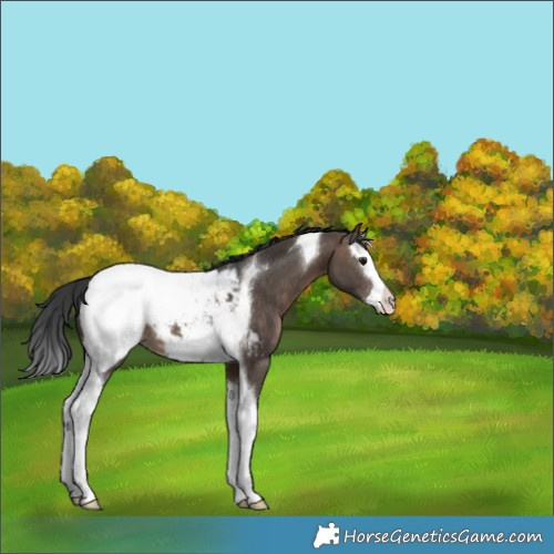 Horse Color:Brown Dun Splash Tobiano Appaloosa Brindle 
