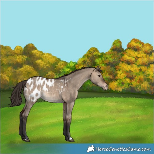 Horse Color:Brown Dun Sabino Appaloosa 
