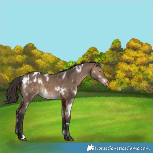 Horse Color:White Spotted Bay Dun Appaloosa 