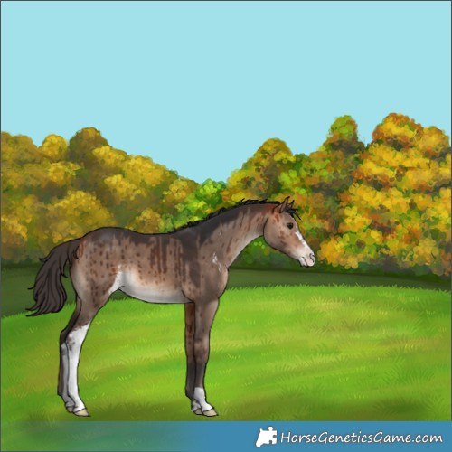 Horse Color:Bay Dun Sabino Brindle 